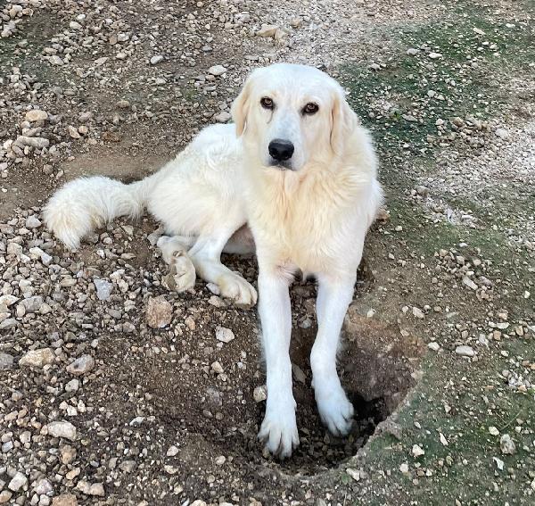 Il Tenero Lucky